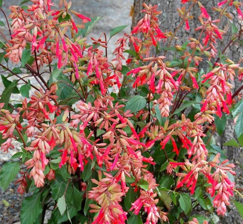 Salvia embers wish hardy - salvia,