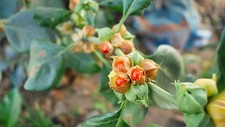 Ashwagandha 50 seeds (Withania
