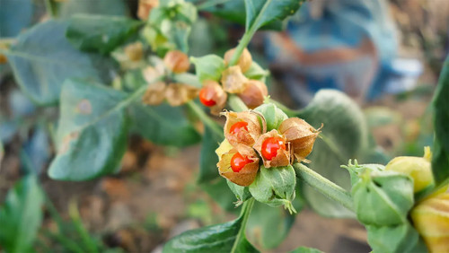 Ashwagandha seeds withania - ashwagandha, (withania