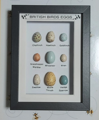 British birds eggs framed - british,
