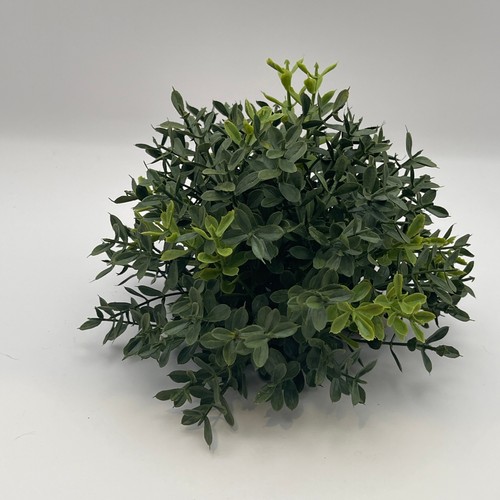 New england boxwood half - new,