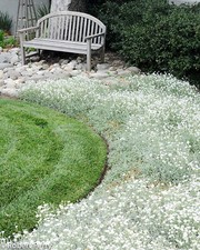 5x Cerastium tomentosum Snow