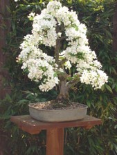 5 CRAB APPLE SEEDS, HARDY OUTDOOR BONSAI TREE SEEDS