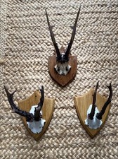 Sweet Decorative Deer Antlers /horns X 3