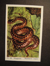 DANDY GUM WILD ANIMALS DANISH