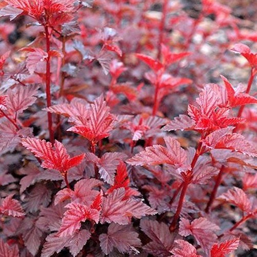 9cm pot physocarpus lady - physocarpus, "lady