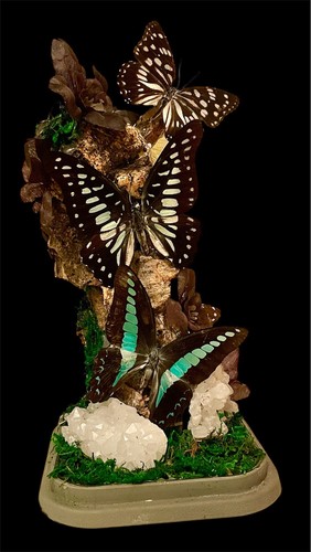 Real butterfly display and - real,
