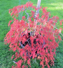 Mature, green dissected Japanese Maple. Acer palmatum dissectum Viridis
