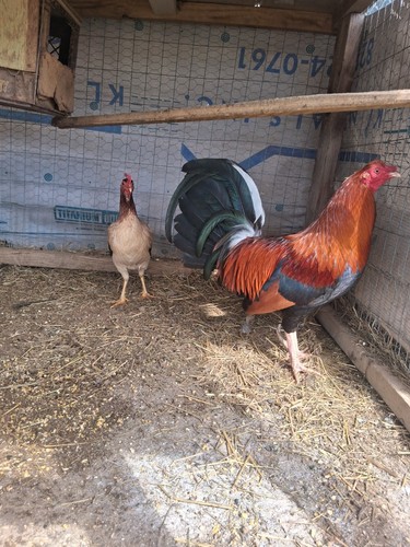 Pure hatching eggs - 6,