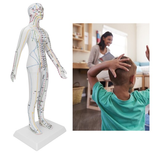 Teaching acupuncture meridians - acupuncture,