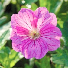 Geranium blushing turtle real - blushing,