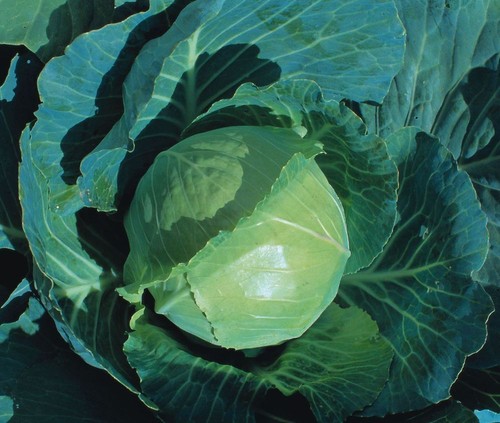 Cabbage earliest all - cabbage,