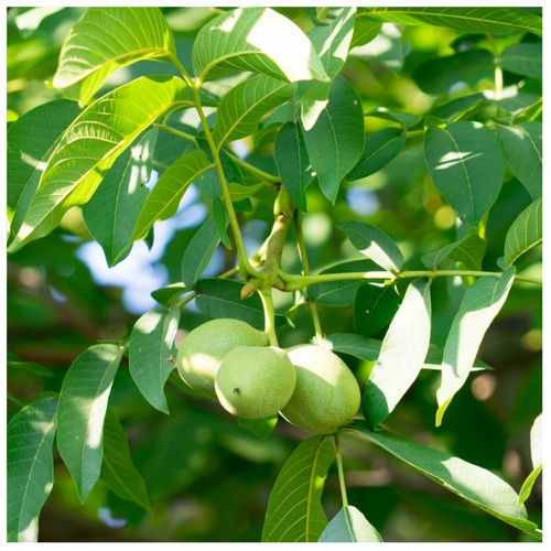 English walnut fruit tree - walnut,