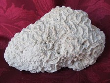 Natural Old Sea Brain Coral Fossil 35th Wedding Anniversary Weighs 1.5lb