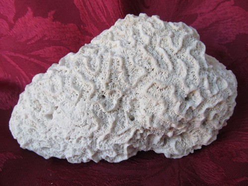Natural old sea brain - sea,