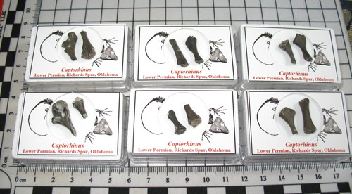 Permian captorhinus limb - captorhinus,