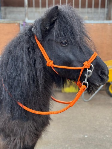 Rope headcollar with reins - rope, for