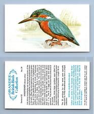 Kingfisher #24 British Birds