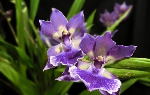 Rare zygonisia murasakikomachi - rare,