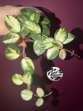 Hoya Mathilde Variegated -