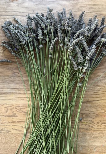 100x pieces 50cm lavender - 40-50cm,