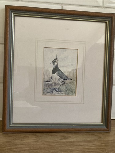 Wading bird lapwing with - wading,