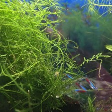 BUY 2 GET 1 FREE Java Moss