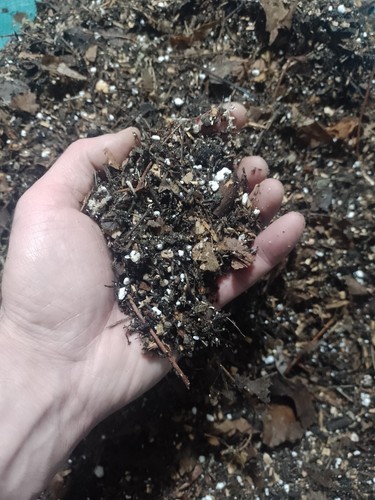 Pleione compost grow your own - compost-,