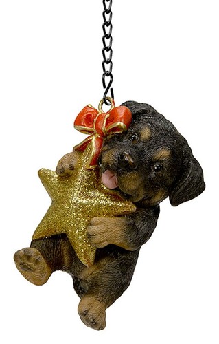 Rottweiler puppy dog vivid - rottweiler,