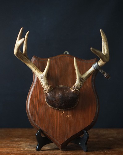 Vintage deer antlers - vintage,