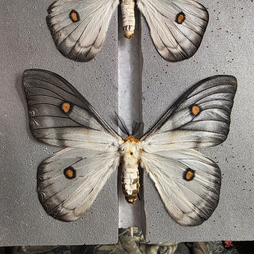 Ghost silk moth - silk, ceranchia