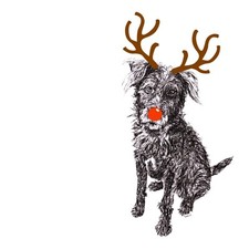 Patterdale Terrier with Antlers and Red Nose Christmas Card, 15cm x 15cm