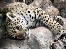 Sleepy Jaguar Big Cat Photo