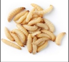 Live Wax worms Qty:250 to 1000