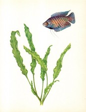 Vintage Tropical FISH Print