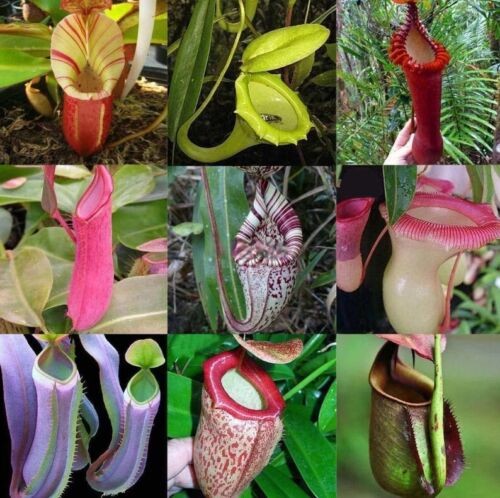 100 mixed color - 100, seeds