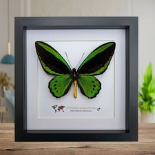 Ornithoptera Priamus Hecuba