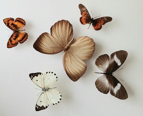 Butterfly collection set - butterfly,