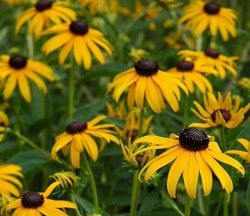 Rudbeckia collection 5 - collection, of