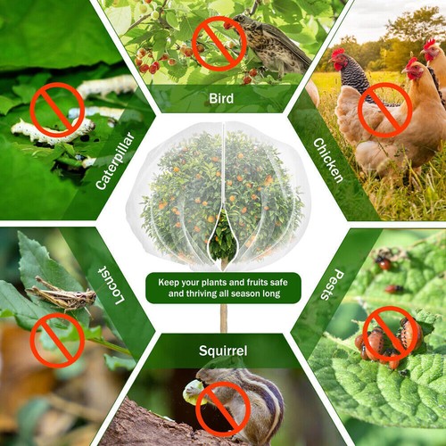 Garden plant tree fruit - 1x,