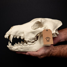 Dire wolf skull large - dire, x