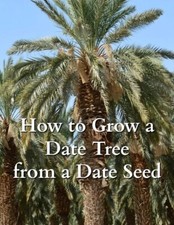 Organic Medjool Date Palm