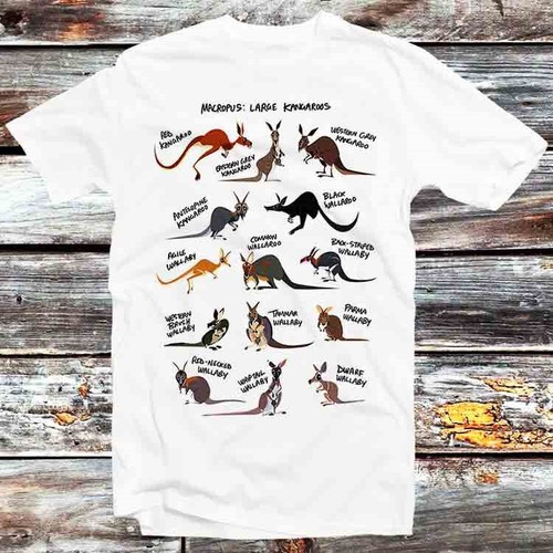 Aussie kangaroos australian - kangaroos,
