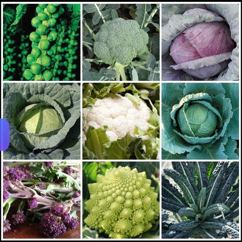 Winter veg plug - plug, pack