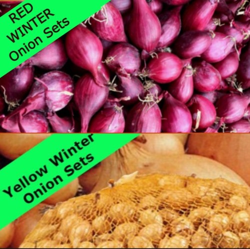 Autumn planting onion sets - autumn,