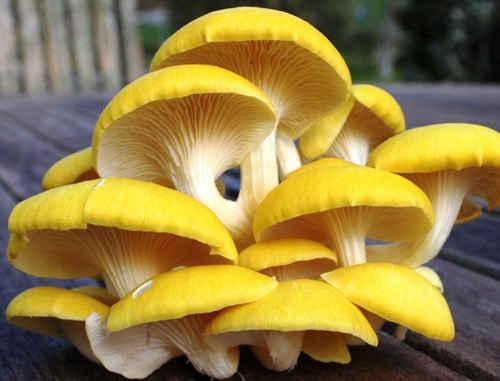 Golden oyster mushroom - oyster,