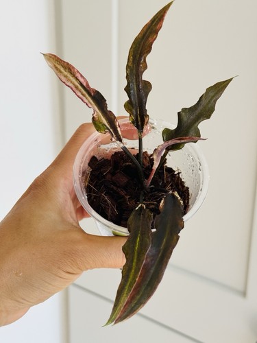 Rare caladium hybrid - rare🤎🖤caladium,