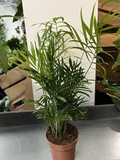 Chamaedorea Elegans Palm Plant