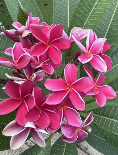 Pink white multi tip - multi,