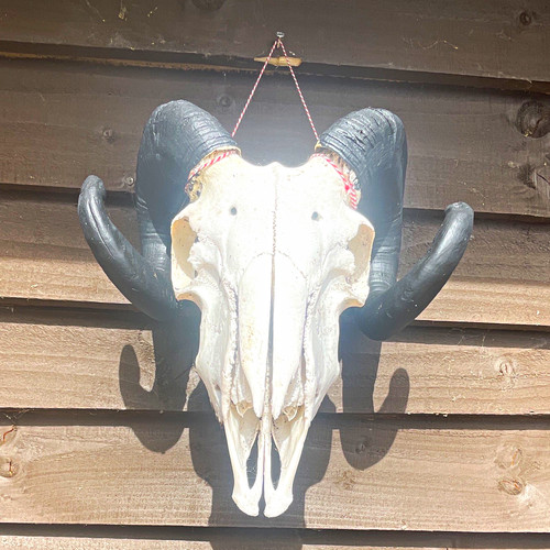 Ram animal skull with - skull, black